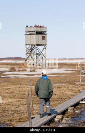 Junge Vogelbeobachter Liminganlahti Bay Nature Reserve Rubrik zum Aussichtsturm, Finnland Stockfoto