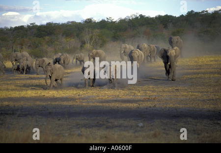 Elefanten Herde Hwange Simbabwe Stockfoto