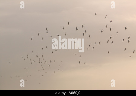 eine Herde von Goldregenpfeifer fliegen Stockfoto