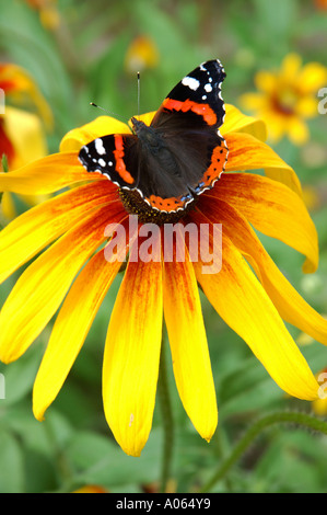 Ein Schmetterling ruht auf der Anthere einer Blume Admiral Stockfoto