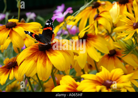 Ein Schmetterling ruht auf der Anthere eines gelben petaled Blumen Admiral Stockfoto