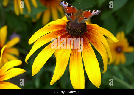 Ein Schmetterling ruht auf der Anthere von einem gelb petaled Blumen Tagpfauenauge Stockfoto