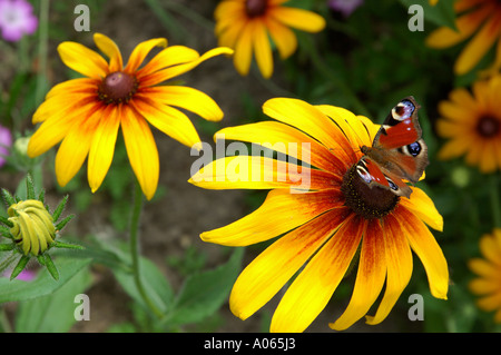 Ein Schmetterling ruht auf der Anthere eines der gelben petaled Blumen Tagpfauenauge Stockfoto