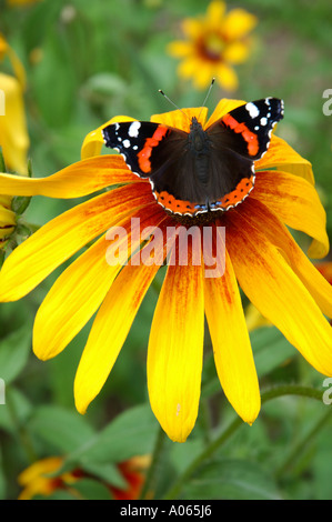 Ein Schmetterling ruht auf der Anthere einer gelben petaled Blume Admiral Stockfoto