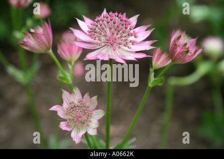 Sterndolde, Astrantia, Umbelliferae Stockfoto