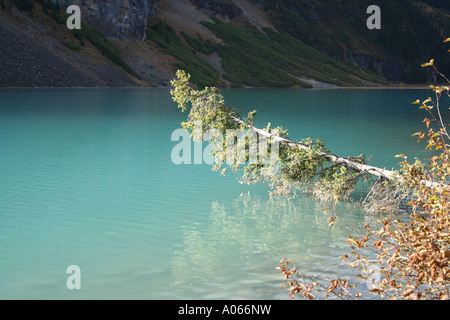 Zweig der umgestürzten Baum spiegelt sich in Lake Louise kanadischen Rocky Mountains Kanada September 2006 Stockfoto