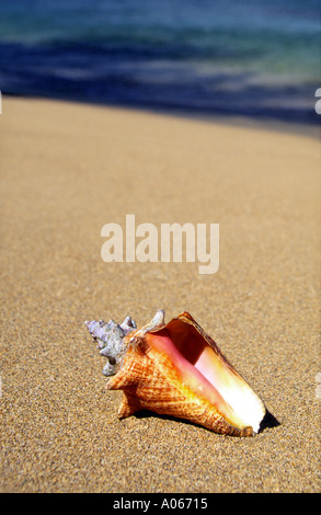 Sea shell on beach Tobago Carabbean Stockfoto