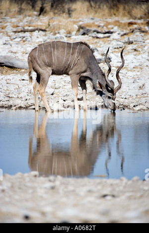 Große Kudu am Wasserloch Etosha Nationalpark Namibia Stockfoto