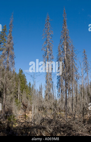 Überflutetes Wasser aus einem Biber gestauten Bach hat große Schäden an Taiga-Wäldern verursacht und alle Fichten getötet ( picea abies ) , Finnland Stockfoto