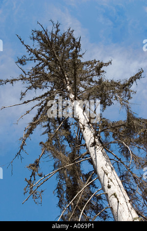 Stamm einer toten stehenden Fichte ( picea abies ) , Finnland Stockfoto