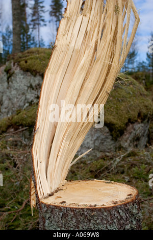 Stumpf einer kürzlich gefällten Fichte (picea abies), Finnland Stockfoto