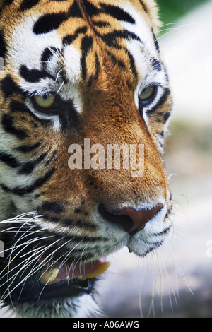 Sibirischer tiger Stockfoto