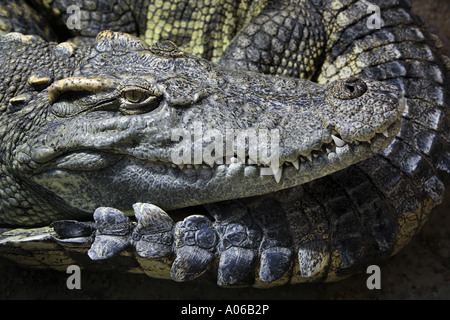 Kopf und Schweif von Siam-Krokodil Stockfoto