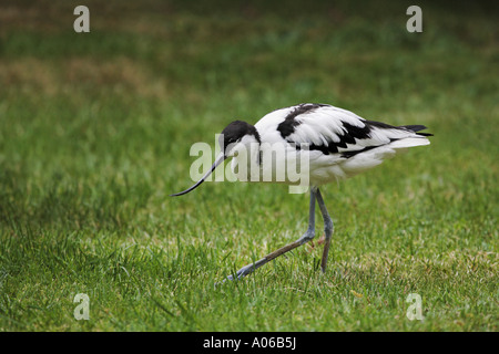 Säbelschnäbler Vogel Stockfoto