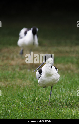 Säbelschnäbler Vogel Stockfoto