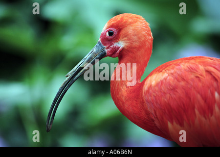 Scarlet ibis Stockfoto