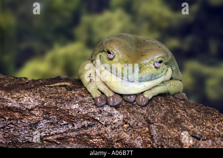 Weißlippen grünen Laubfrosch Stockfoto