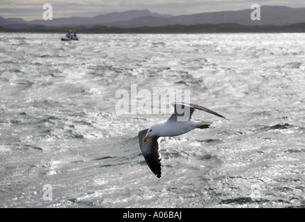 Möwe fliegen über das Meer Stockfoto