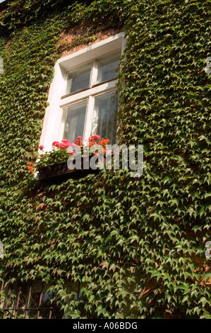 Fenster an einer alten Hauswand bedeckt mit grünen Virginia Creeper oder Woodbine Parthenocissus Quinquefolia Blätter mit rosa Blumen in einem Fensterkasten. Stockfoto