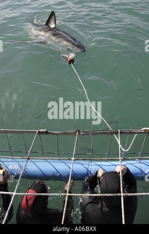 ein großer weißer Hai schwimmen in der Nähe ein Tauchen Käfig Stockfoto