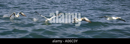 Bildsequenz zeigt ein Cape Gannet ausziehen Stockfoto