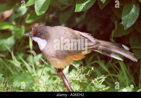 Weiße-throated Laughingthrush, Garrulax Albogularis, Timalien Stockfoto