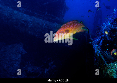 Ägypten unter Wasser SS Thistlegorm Coral Forellen Plectropomus Leopoardus oberhalb des Decks Stockfoto