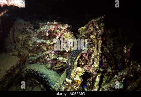 Ägypten-Unterwasser SS Thistlegorm Korallen verkrustet während des Krieges, die Norton Motorräder Stockfoto