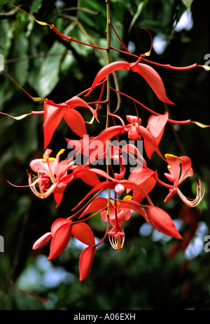 Sri Lanka-Kandy Botanischer Garten Blumen von Amherstia Nobilis die Königin der blühende Bäume Stockfoto