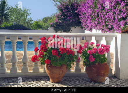 Geranien & Bougainvillea auf der Terrasse von einem Schwimmbad Stockfoto