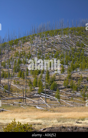 Wachsenden Bäumen nach Waldbrand in Yellowstone Stockfoto