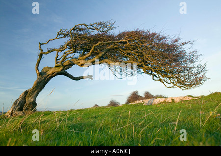 ein Weißdorn Baum gebogen durch den Wind auf Humphrey Kopf Point, Grange über Sand, Cumbria, UK Stockfoto