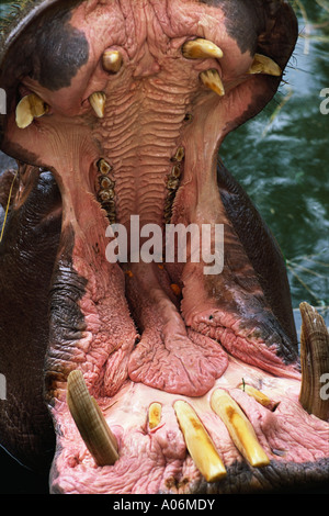 Klaffende Mund von Hippo Zoo Prag Stockfoto