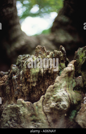 Detail der hohlen Eiche in Isabella Plantation Richmond Park in London Stockfoto