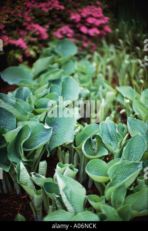 Lilien und Azaleen in Isabella Plantation Richmond Park in London Stockfoto