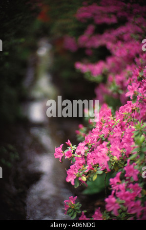 Stream mit Azaleen im Isabella Plantation Richmond Park in London Stockfoto