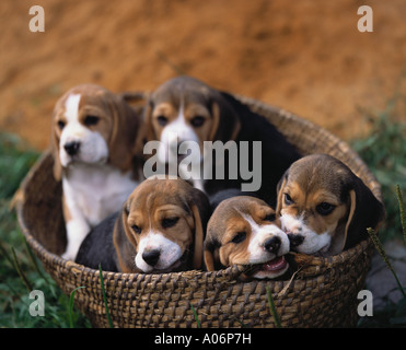 Wurf von fünf Beagle Welpen spielen in einem Korb Stockfoto