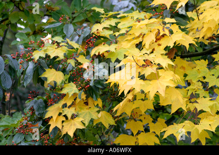 Acer Cappadoicum Aureum mit Butter-gelbe Blätter und Photinia Beauverdiana mit orange Früchte im November Stockfoto
