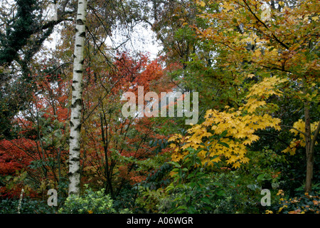Betula pendula Acer cappadoicum aureum and Acer palmatum autumn colours Stockfoto