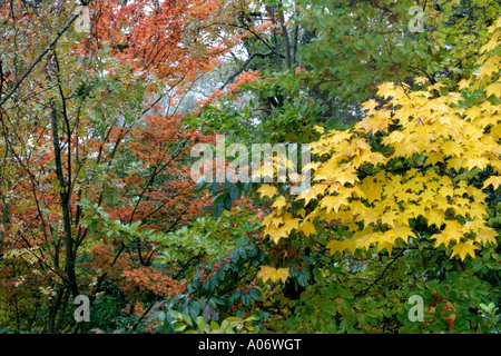 Acer cappadoicum aureum and Acer palmatum autumn colours and textures Stockfoto