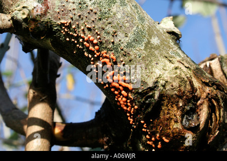 Korallen vor Ort Pilz Nectria Cinnabarina auf beschädigte Esche Stockfoto