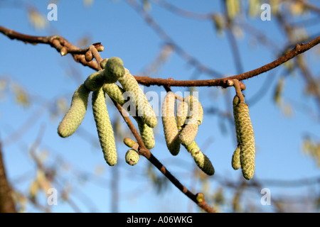 Corylus Avellana Haselnuss Kätzchen im winter Stockfoto