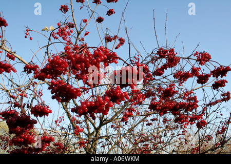 Guelder Rose Viburnum Opulus Früchte im November Stockfoto