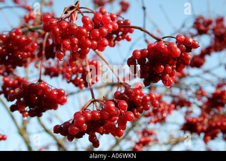 Guelder Rose Viburnum Opulus Früchte im November Stockfoto