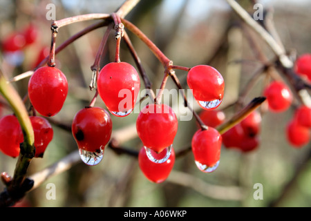 Guelder Rose Viburnum Opulus Früchte im November Stockfoto