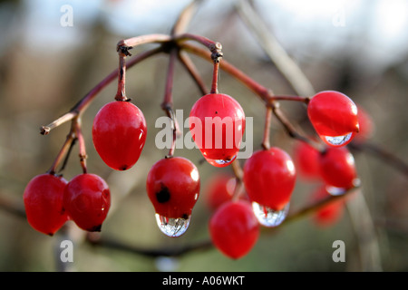 Guelder Rose Viburnum Opulus Früchte im November Stockfoto