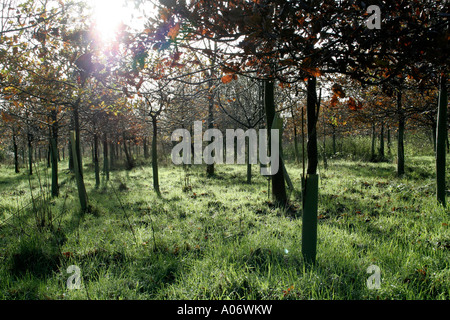 Einheimische Harthölzer Aufbau pflanzte unterdas UK Farm Woodland Prämienregelung in Anfang der 1990er Jahre im Devon Stockfoto