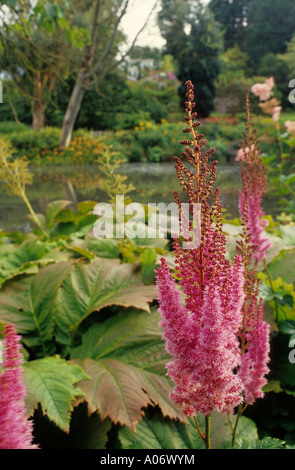 ASTILBE CHINENSIS SUBSPECIES TAQUETII VAR SUPERBA (FALSCHE GOATSBEARD) MIT RODGERSIA AESCULIFOLIA AN MARWOOD HILL GARDEN DEVON ENGLAN Stockfoto