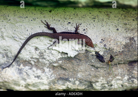 Gemeinsame Wand-Eidechse Podarcis Muralis auf Stein in französischen Alpen Stockfoto