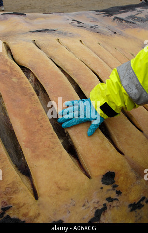 Finnwal Balaenoptera Physalus Washed tot auf Camber Sands East Sussex UK Stockfoto
